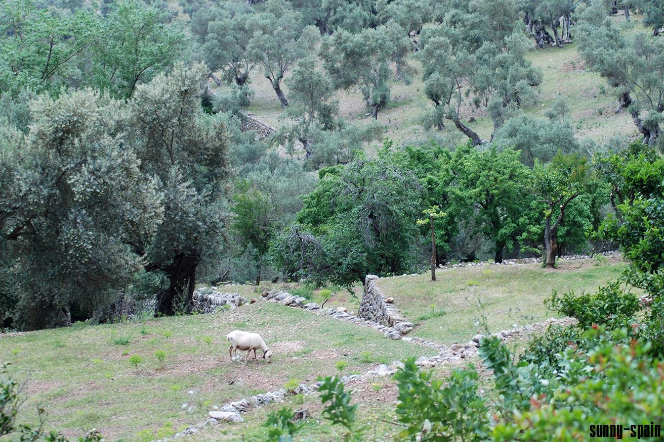 Herrenhaus Biniforani Tal - Bild# 3